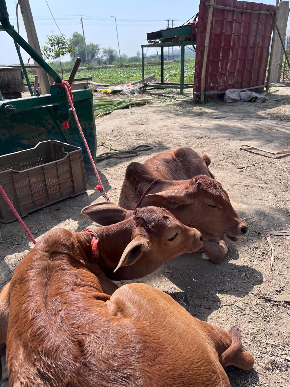 Desi Gir cows on the farm