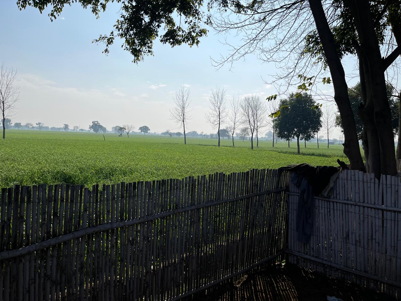 Green fields at OG Farms