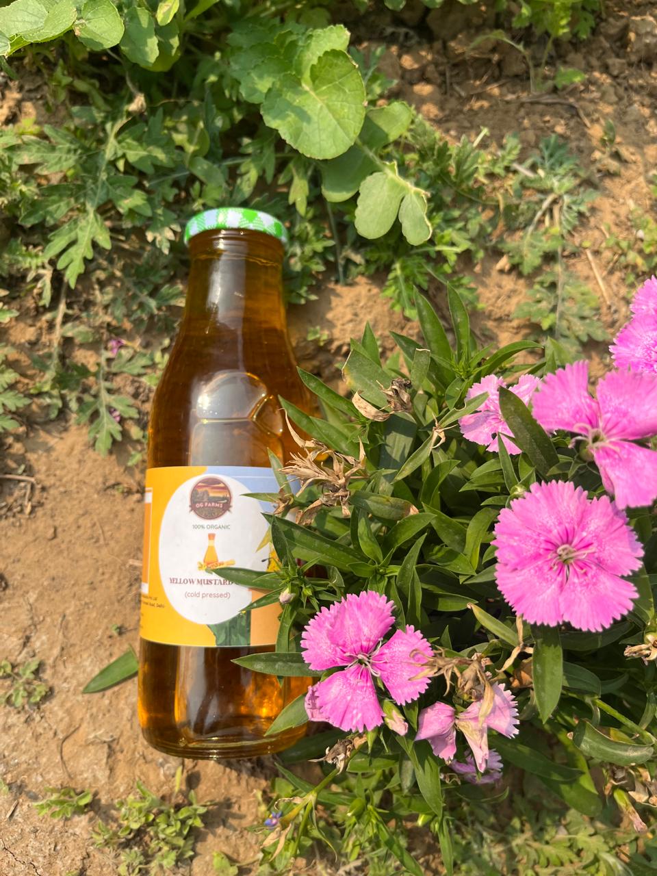 Cold-pressed mustard oil