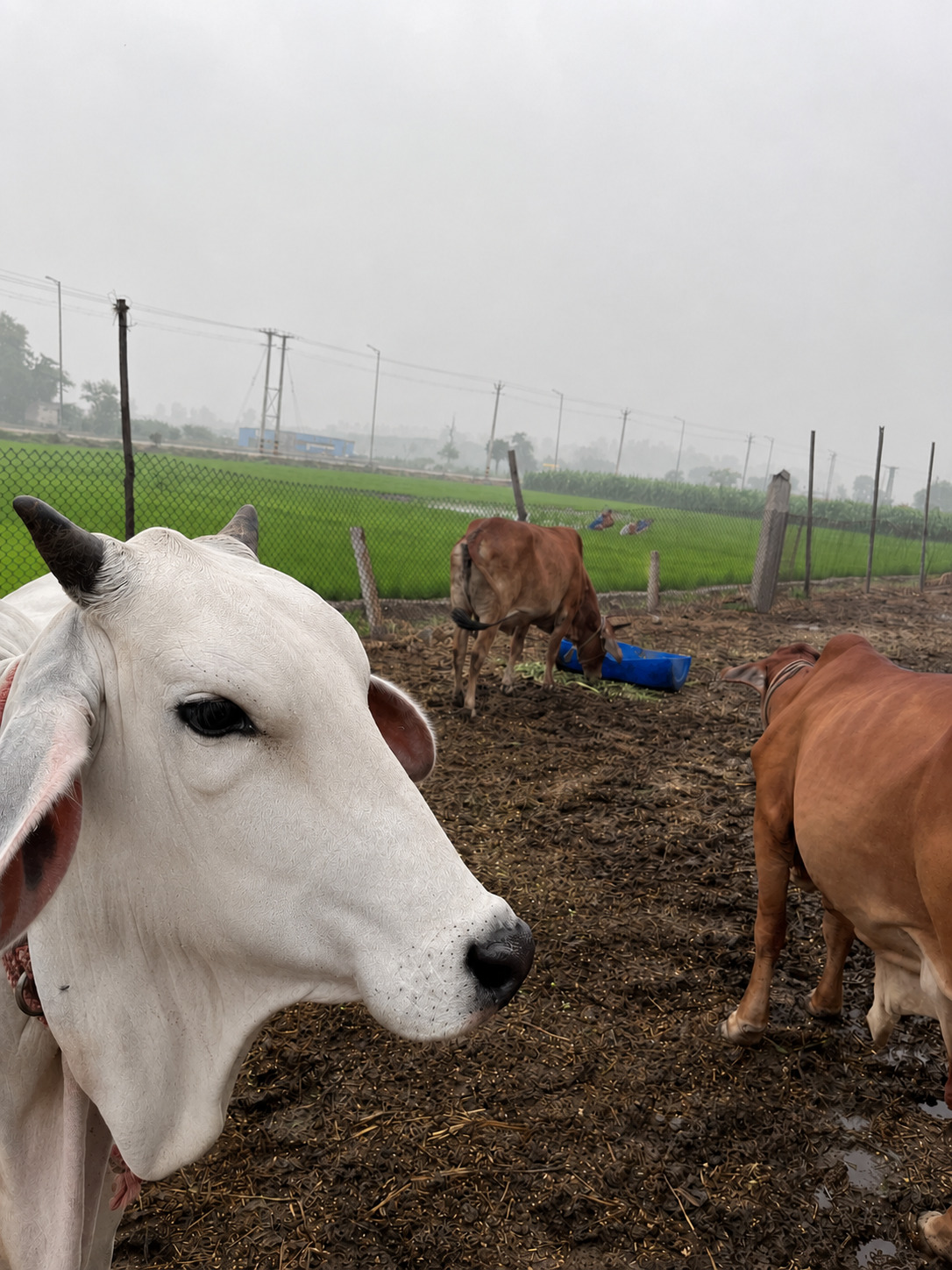 Desi cow at OG Farms
