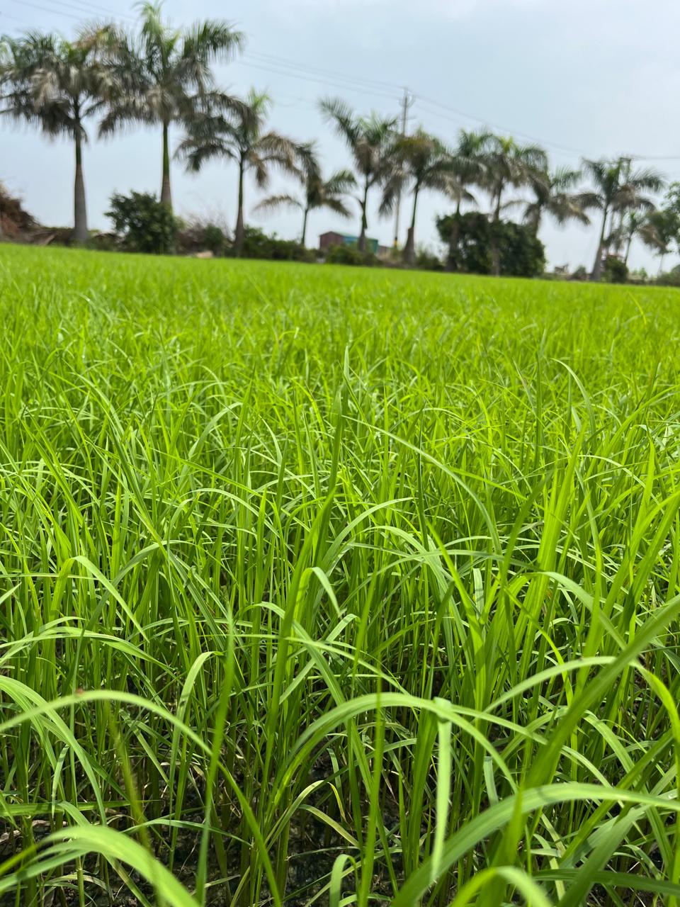 Lush green crop fields at OG Farms
