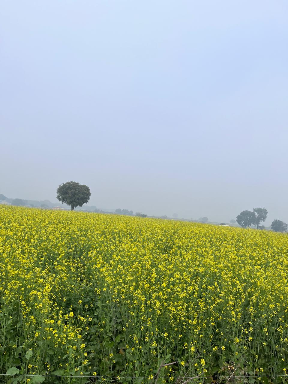 Mustard fields in bloom at OG Farms