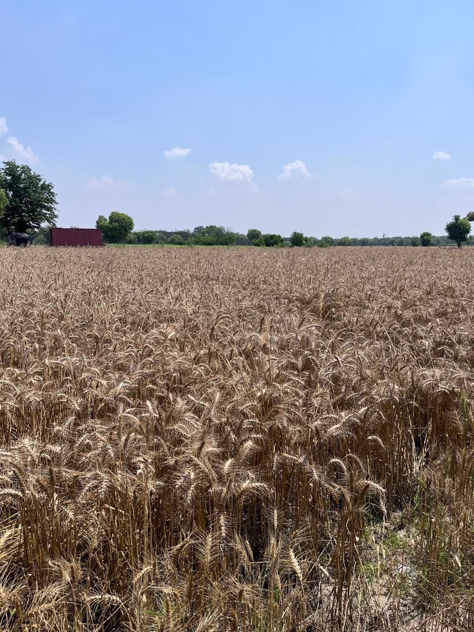 Golden wheat harvest at OG Farms